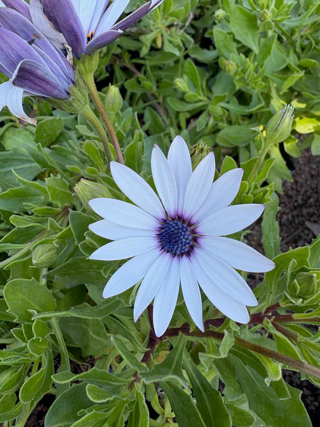 Dimorfoteca blanca