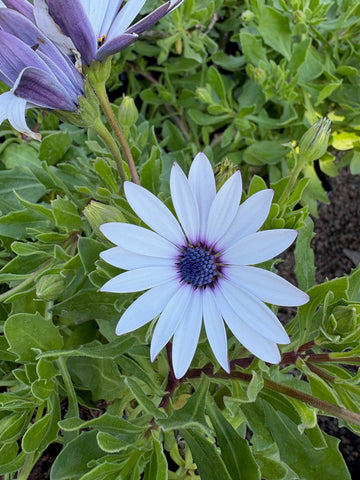 Dimorfoteca blanca