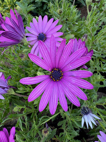 Dimorfoteca violeta