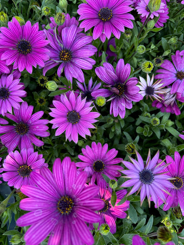 Dimorfoteca violeta chica
