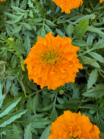 Copete Apolo naranja