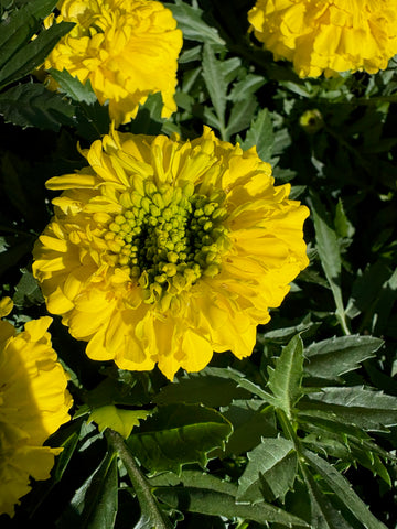 Copete Apolo amarillo