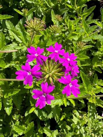 Verbena rastrera violeta