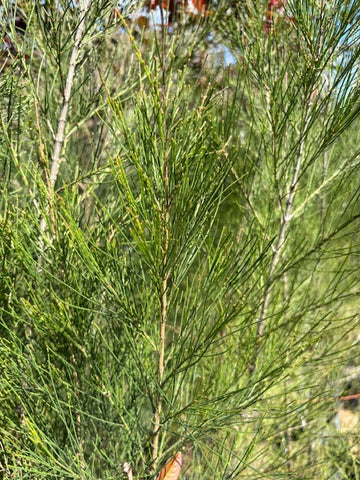 Casuarinas