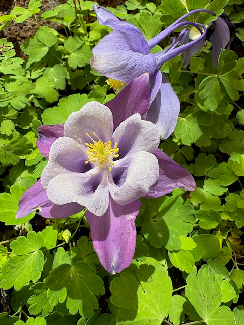 Aquilegia caerulea azules