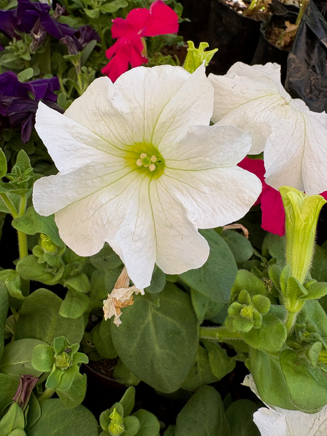 Petunia blanca