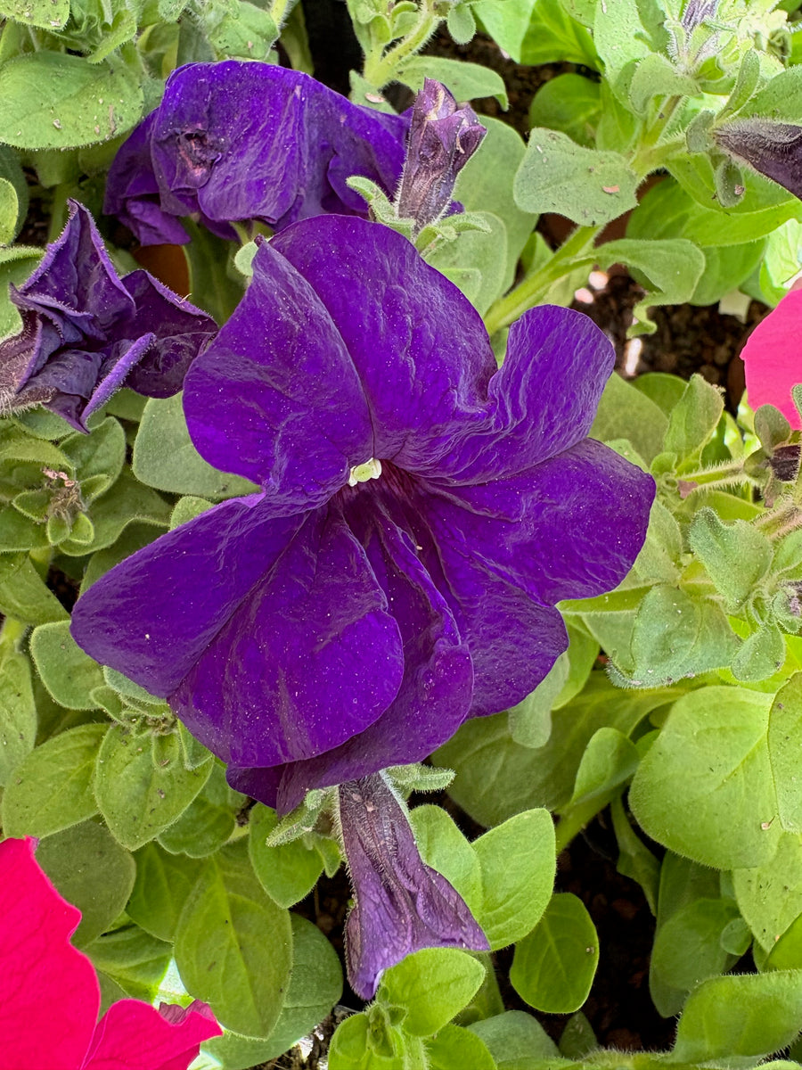 Petunia violeta