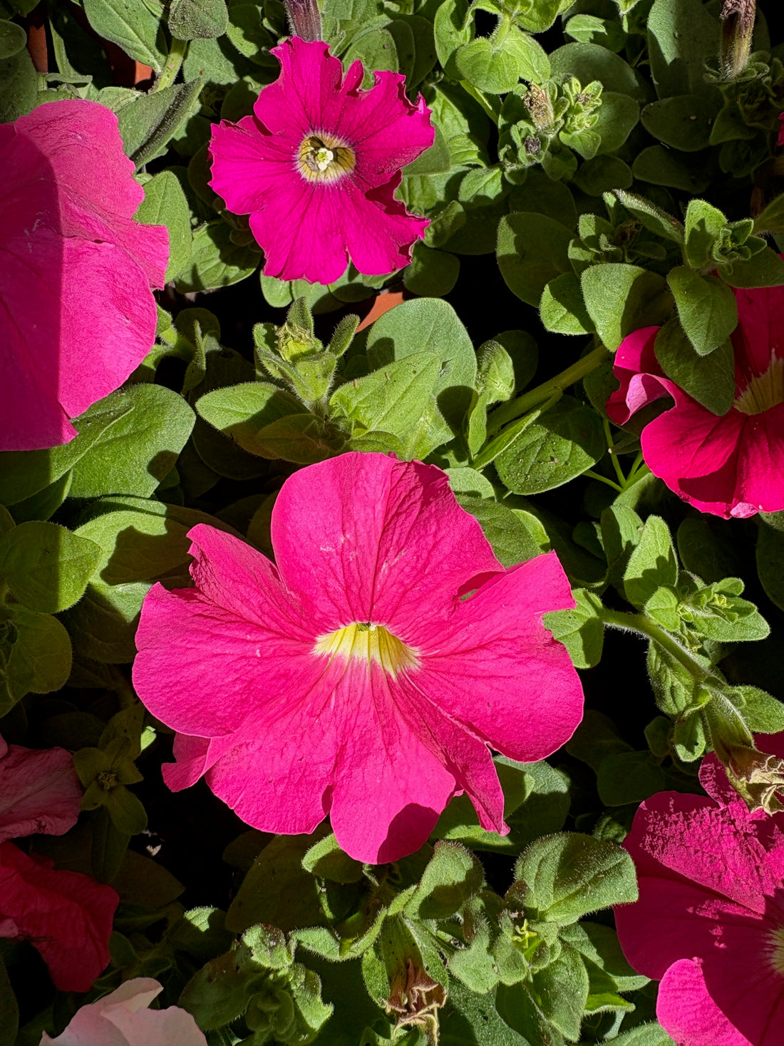 Petunia rosada