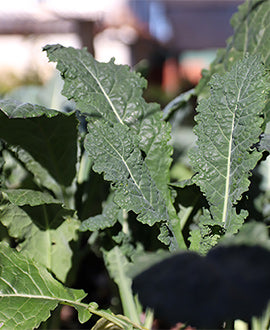 Kale