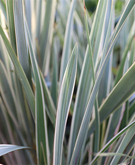 Phormium (formio) tenax variegado
