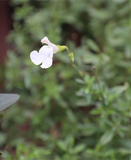 Salvia greggil blanca