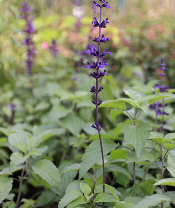 Salvia Índigo Spire
