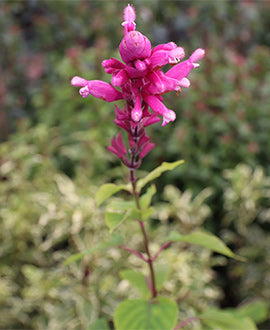 Salvia involucrata