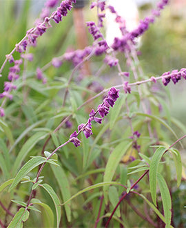 Salvia Leucantha