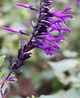 Salvia Magic Purple