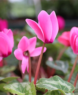 Cyclamen (Violeta de los Alpes) fucsia