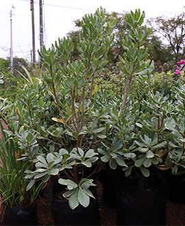 Pittosporum tobira verde