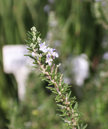 Romero officinalis rastrero