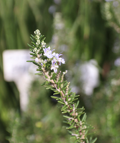 Romero officinalis rastrero