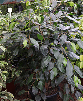 Ficus benjamina verde