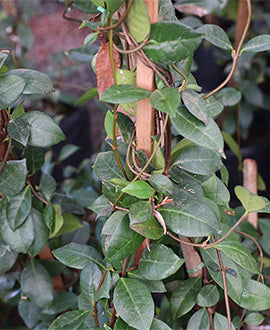 Jazmín de leche (Trachelospermum jasminoides)