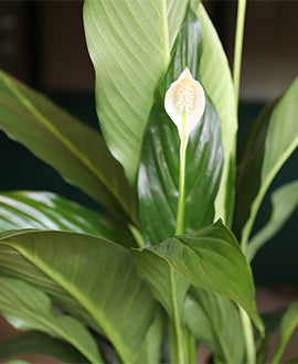 Spathiphyllum