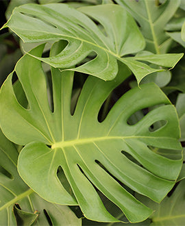 Monstera (esqueleto de caballo)