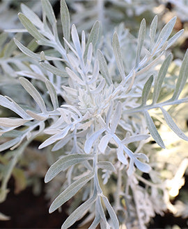 Senecio marítimo