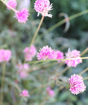 Gomphrena rosada