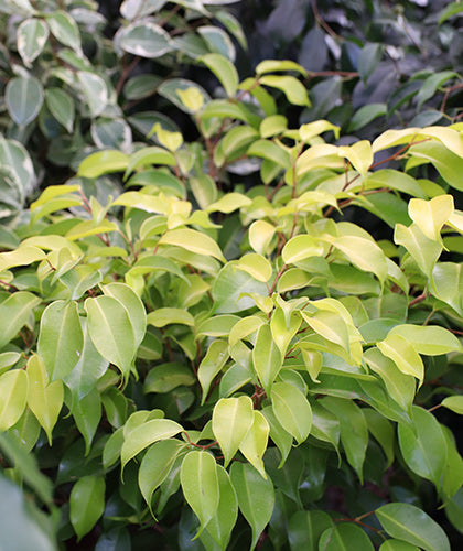 Ficus benjamina limón