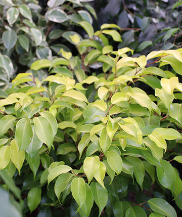 Ficus benjamina limón