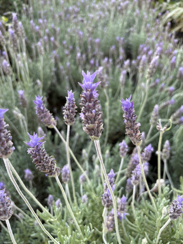 Lavanda Dentata