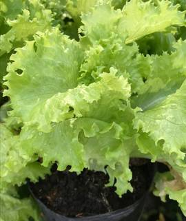 Lechuga crespa
