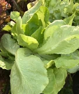 Lechuga mantecosa