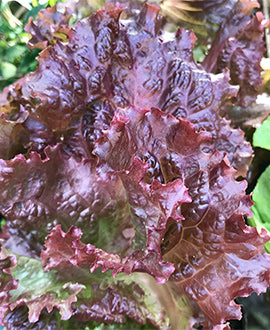 Lechuga morada