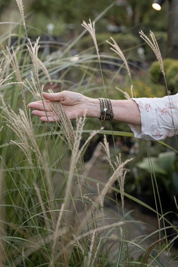 Gramínea miscanthus