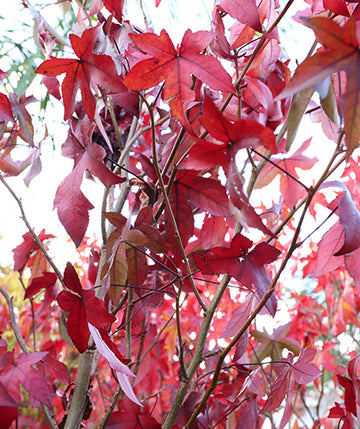 Liquidambar Stiraciflua Chico