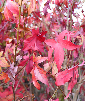 Liquidambar Stiraciflua Grande