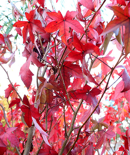 Liquidambar Stiraciflua Grande