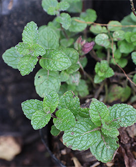 Menta