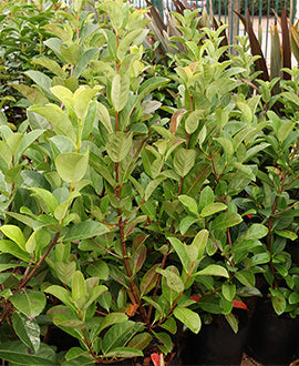 Viburnum odoratisimo
