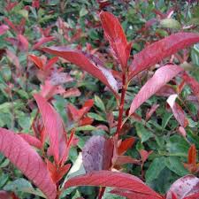 Photinia