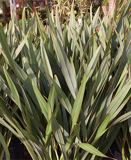 Phormium (formio) tenax verde