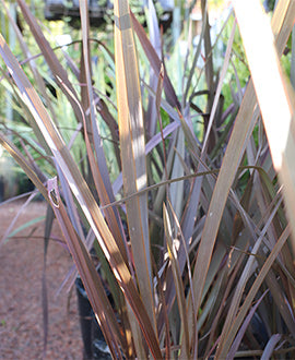 Phormium (formio) tenax morado