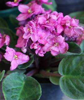 Saintpaulia - Violeta africana rosada