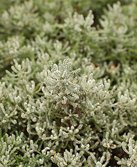 Santolina chamaecyparissus