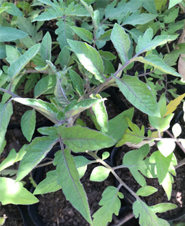 Tomate cherry
