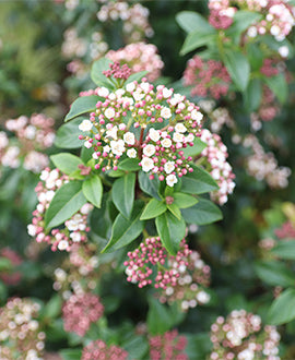 Viburnum Tinus Común