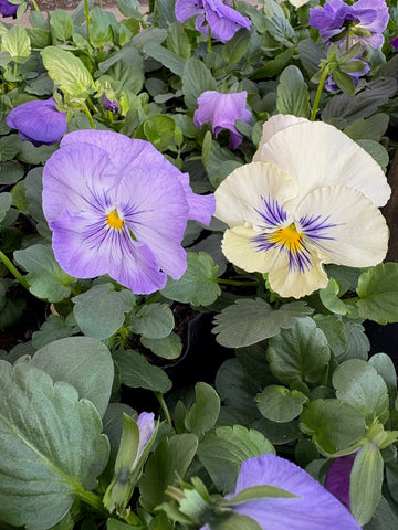 Violas