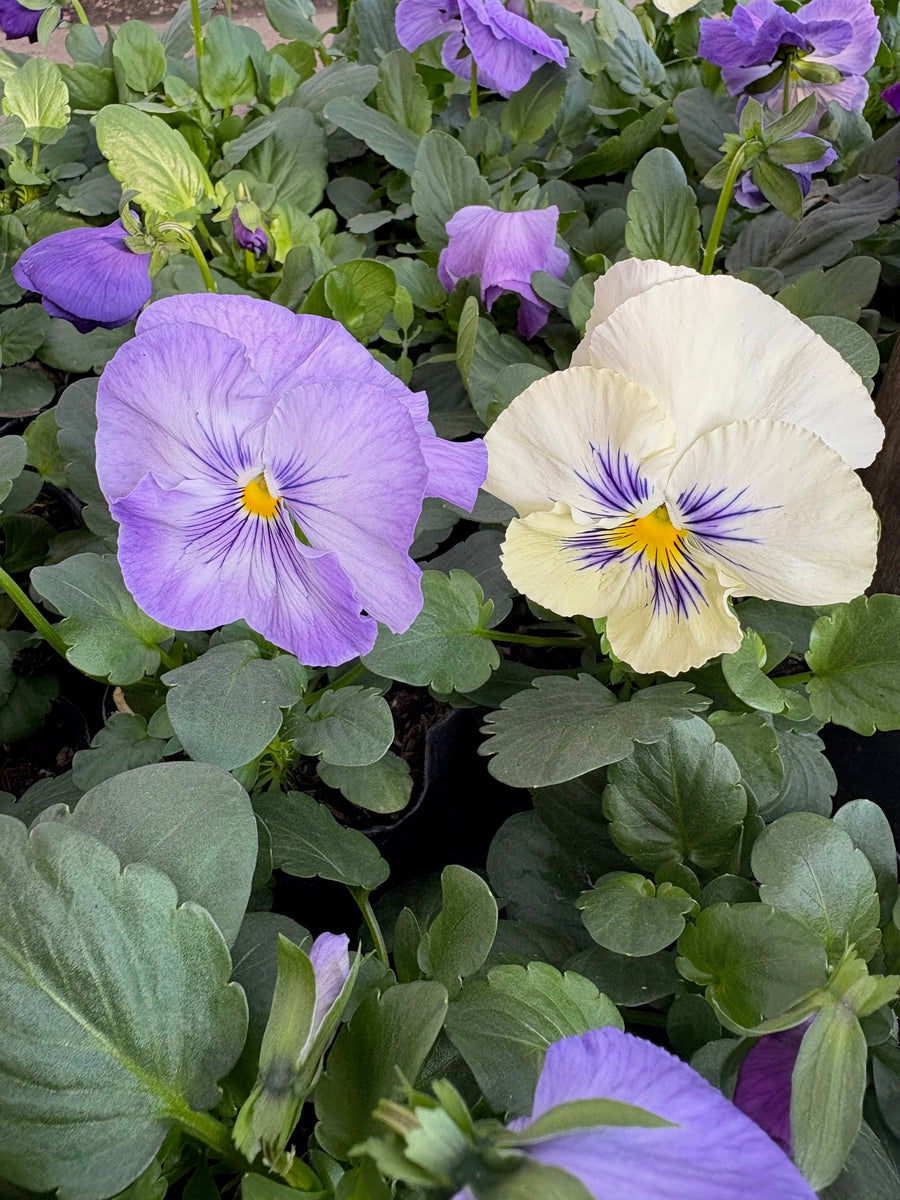 Violas